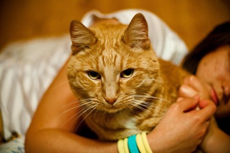 Рыжего кота