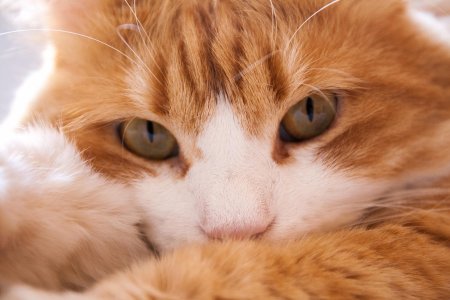 Рыжая кошка