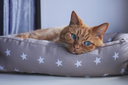 Котик