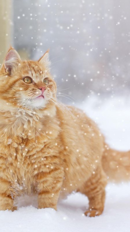 Большой рыжий кот