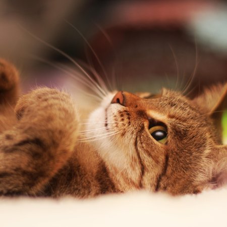 Коты