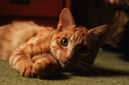 Европейская короткошерстная кошка рыжая