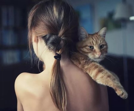 Кот девушка