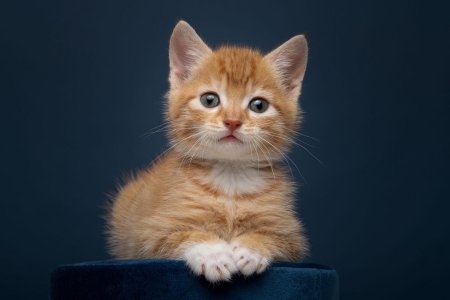 Рыжие котята