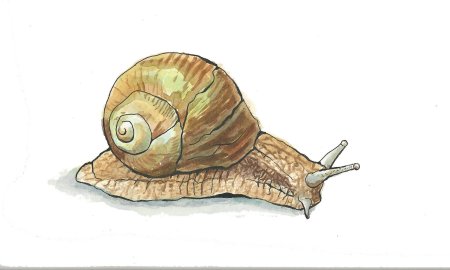 Рисунки улитки