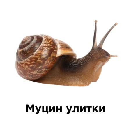 Улитка на белом фоне