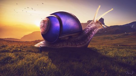 Mystery snail