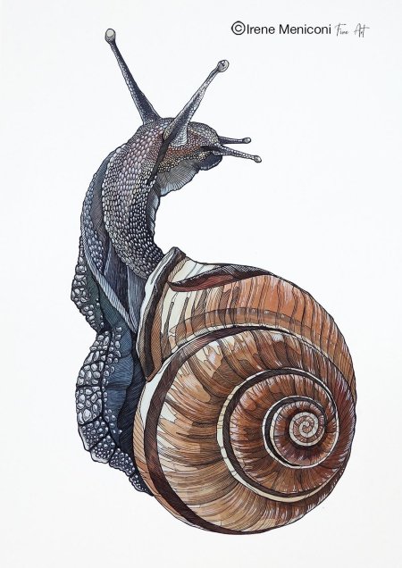 Рисунки улитки