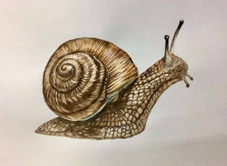 Рисунки улитки