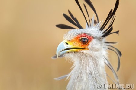 Птица секретарь