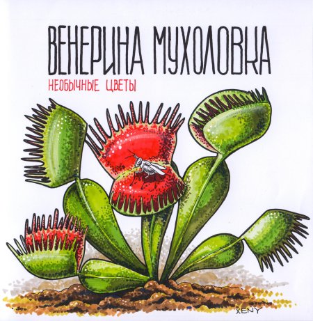 Ловчий аппарат венериной мухоловки