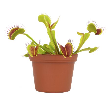Venus flytrap