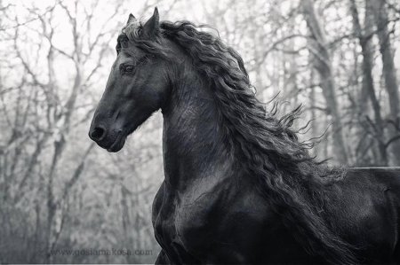 Фризская лошадь фридрих великий