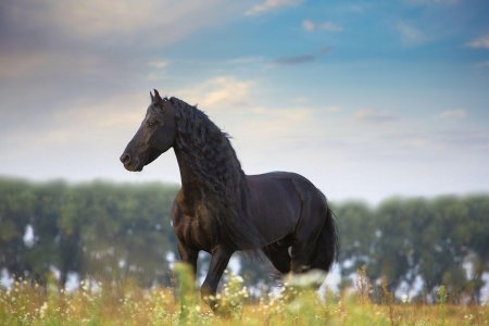 Фризский жеребец фридрих великий