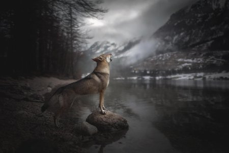 Волк в лесу