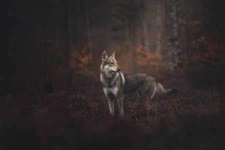 Чехословацкий влчак