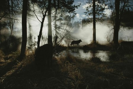 Wolf in forest