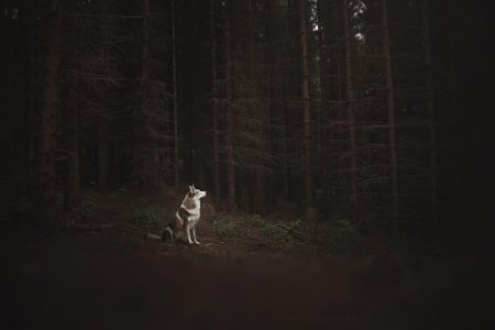 Волк в темном лесу