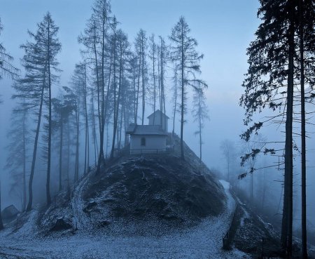 Лес в тумане
