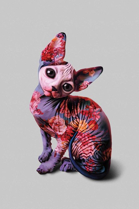 Сфинкс кот