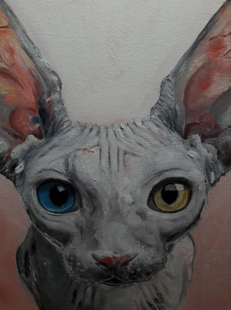 Кот сфинкс