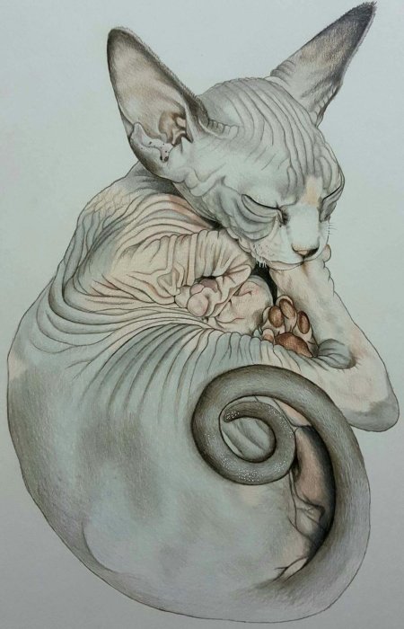 Кошка сфинкс