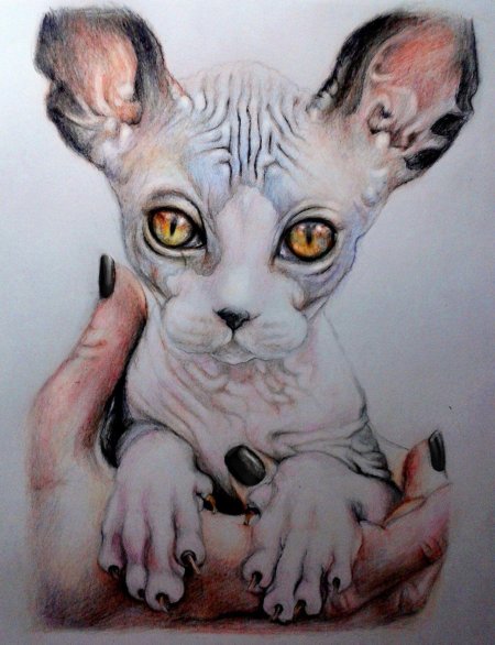 Кошка сфинкс