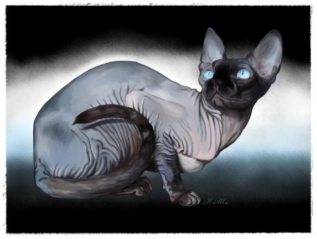 Кот сфинкс
