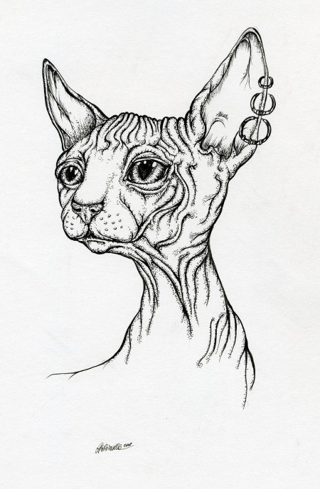Кошка сфинкс