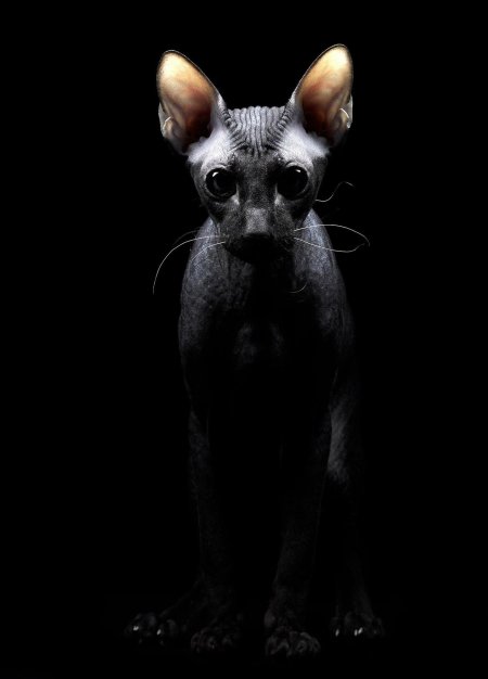 Кошка сфинкс
