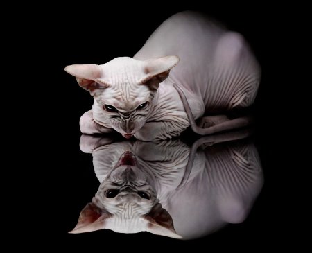 Сфинкс кот