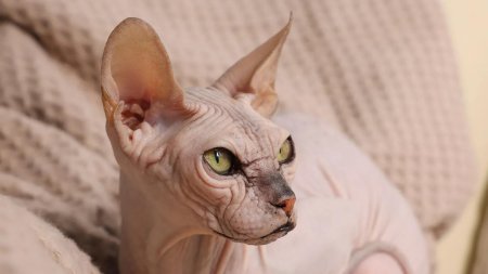 Кошка сфинкс