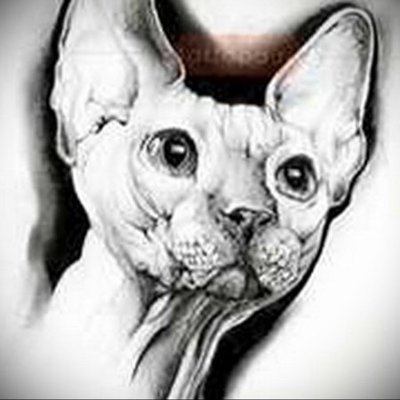 Кот сфинкс тату