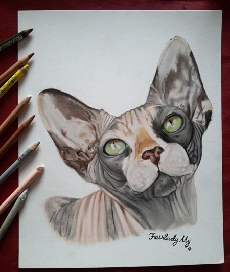 Кошка сфинкс