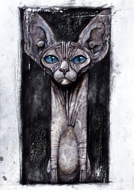 Сфинкс кот