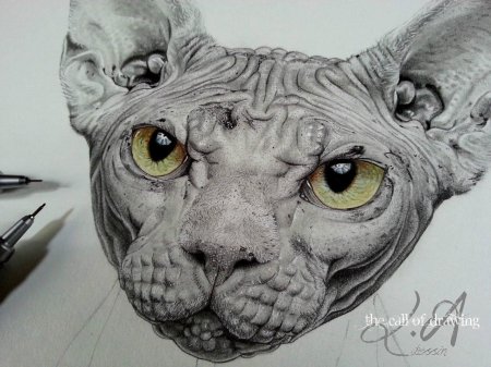 Кошка сфинкс рисунок