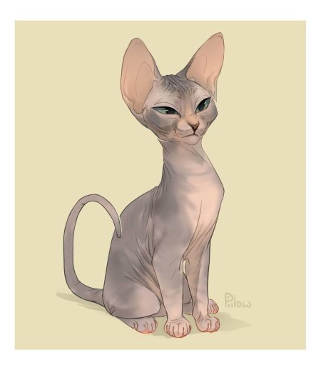 Кошка сфинкс