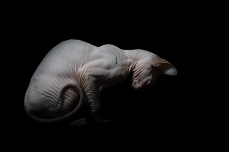 Кошка сфинкс