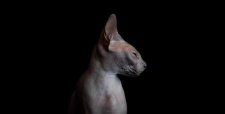Кошка сфинкс в профиль