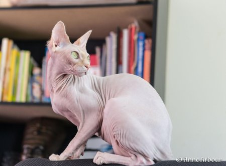 Кошка канадский сфинкс