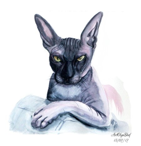 Сфинкс кот