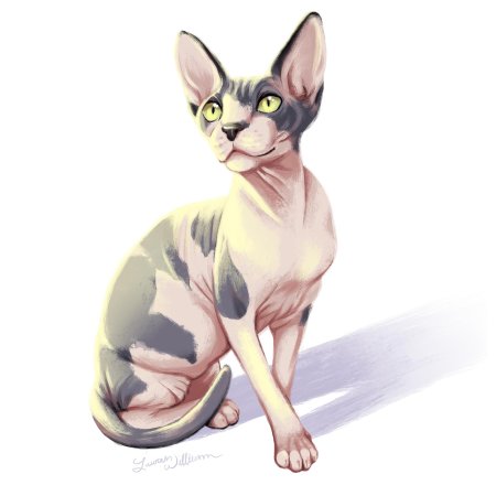 Сфинкс кот
