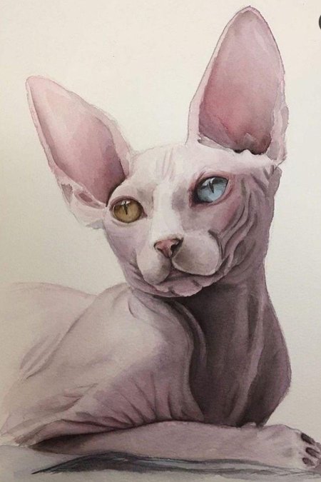 Кошка сфинкс