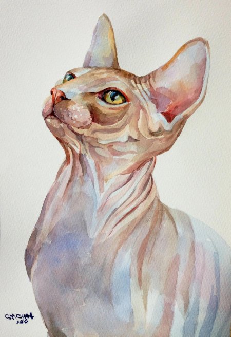 Сфинкс кот