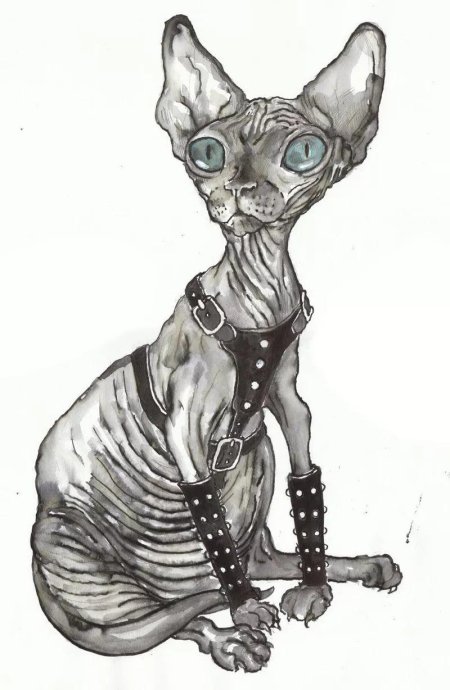 Египетский сфинкс кошка