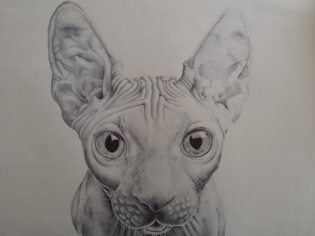 Кошка сфинкс