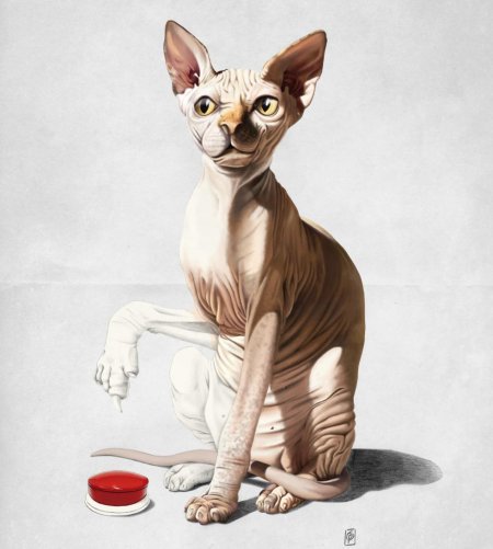 Кошка сфинкс