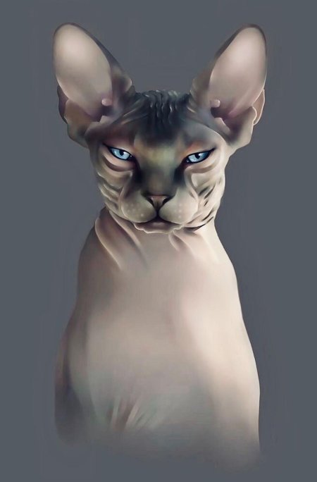 Кот сфинкс