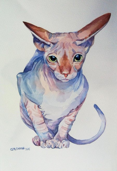 Кошка сфинкс акварелью