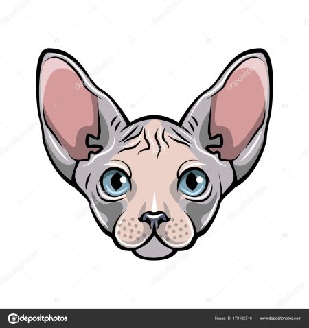 Кошка сфинкс вектор